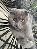 Scottish fold kitten, geboren 2 mei 2025, Dieren en Toebehoren, Poes