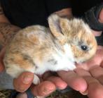 Lieve Binky zoekt nieuw huisje, Mannelijk, Dwerg, 0 tot 2 jaar