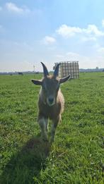 Jonge Toggenburger Bok, Dieren en Toebehoren, Schapen, Geiten en Varkens, Mannelijk, Geit, 0 tot 2 jaar