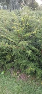 Taxus baccata, Ophalen, Taxus, Minder dan 100 cm
