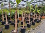 Musa basjoo grote stammen, Tuin en Terras, Overige soorten, Volle zon, Ophalen