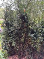 Taxus haag 5 stuks GRATIS, Tuin en Terras, Planten | Struiken en Hagen, Ophalen, Taxus, Haag, 100 tot 250 cm