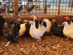 Chabo krielen | Jonge kippen | Goed advies, Meerdere dieren, Kip