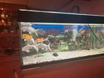 Aquarium 300+ liter, Dieren en Toebehoren, Vissen | Aquaria en Toebehoren, Ophalen, Gebruikt, Leeg aquarium