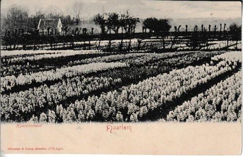 HAARLEM - HIJACINTENVELD, Verzamelen, Ansichtkaarten | Themakaarten, Ongelopen, Natuur, Ophalen of Verzenden