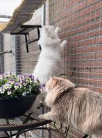 Kattenren panelen zelfbouw kattenren | Eenvoudige montage, Dieren en Toebehoren, Ophalen of Verzenden, Nieuw