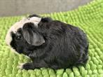 Cuy mix 1/4 Skinny, Dieren en Toebehoren, Cavia, Juli, Meerdere dieren, Tam