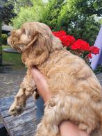 Cockapoo pups zondag 6 weken oud F1 nestje, 8 tot 15 weken, Meerdere, Meerdere dieren, Klein