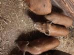 prachtige bruine Gottinger biggen, Dieren en Toebehoren, Schapen, Geiten en Varkens, Meerdere dieren, Varken, 0 tot 2 jaar