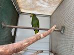 Venzuwela amazone man niet tam, Dieren en Toebehoren, Vogels | Parkieten en Papegaaien, Mannelijk, Papegaai, Geringd