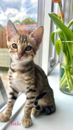 Savannah/Bengaal kittens( nog 2 poesjes beschikbaar), Dieren en Toebehoren, Katten en Kittens | Raskatten | Korthaar, Gechipt