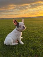 Unieke witte Franse bulldog-meisjes, Dieren en Toebehoren, Honden | Bulldogs, Pinschers en Molossers, Rabiës (hondsdolheid), 8 tot 15 weken