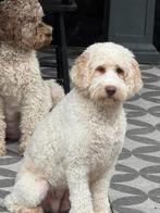 Australian labradoodle pups verwacht!, Parvo, Overige rassen, 8 tot 15 weken, Meerdere