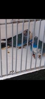 Koppel splendits blouw wit borst, Meerdere dieren, Parkiet, Geringd