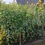 Aardperen, Tuin en Terras, Planten | Tuinplanten, Ophalen of Verzenden, Overige soorten, Volle zon