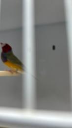 Twee poppen goulds amadine, Dieren en Toebehoren, Vogels | Overige Vogels, Vrouwelijk, Tropenvogel, Geringd