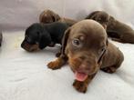 Knappe teckel pups, dwerg, Dieren en Toebehoren, Honden | Teckels en Dashonden, Parvo, 8 tot 15 weken, Korthaar, Dwerg