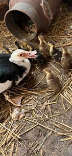 Eenden kuikentjes kuikens muskuseend, Dieren en Toebehoren, Meerdere dieren, Eend
