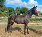 Mega bewegende NFX merrie en Grote eerlijk New Forest hengst, Dieren en Toebehoren, Pony's, Dressuurpony, 0 tot 2 jaar, Onbeleerd