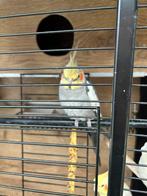 Cockatiel man, Dieren en Toebehoren, Mannelijk, Parkiet