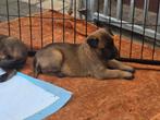 Mechelse herder pups, CDV (hondenziekte), 8 tot 15 weken, Meerdere, Meerdere dieren