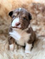 Te koop australian shepherd pups, Dieren en Toebehoren, Honden | Herdershonden en Veedrijvers, Parvo, 8 tot 15 weken, Meerdere