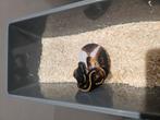 Diverse Python Regius Piedbald nk 25 te koop, Dieren en Toebehoren, Reptielen en Amfibieën, Slang, 0 tot 2 jaar