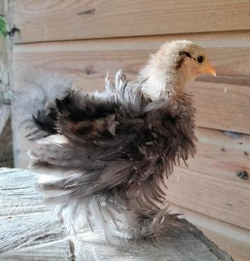 3 Cochin kriel kuikens/gesexte hennen  beschikbaar voor biedingen