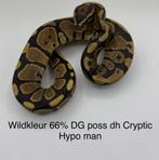 Koningspython Python Regius wildkleur man, Slang, 0 tot 2 jaar