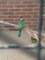 portlincoln, Dieren en Toebehoren, Vogels | Parkieten en Papegaaien, Meerdere dieren, Papegaai, Geringd