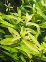 Belgisch Groen / Hygrophila Polysperma - ook verzenden, Ophalen of Verzenden, Nieuw, Plant(en), Steen of Hout