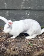 Vlaamse reus konijn, Vrouwelijk, Groot, 0 tot 2 jaar