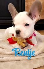 uniek nest Franse bulldogs - puppy’s reutje, CDV (hondenziekte), 8 tot 15 weken, Bulldog, Meerdere