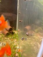 Posthoorn slakken, Dieren en Toebehoren, Vissen | Aquariumvissen, Slak of Weekdier