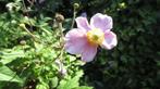 Roze anemoon, Japanse anemoon, Anemone Elegans, Ophalen of Verzenden, Zomer, Overige soorten, Halfschaduw