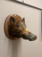 Taxidermie wild zwijn, Verzamelen, Dierenverzamelingen, Ophalen, Zo goed als nieuw, Beeldje of Figuurtje