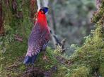 Tekoop: satyr tragopan haan 2025, Mannelijk, Overige soorten