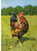 13 Mooie Dierenkaarten, Ophalen of Verzenden, 1960 tot 1980, Ongelopen, Natuur