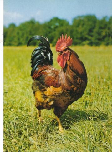 13 Mooie Dierenkaarten beschikbaar voor biedingen
