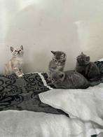 4 schattige kittens zoeken een thuis britis korthaar, Dieren en Toebehoren, Katten en Kittens | Raskatten | Korthaar, Meerdere dieren