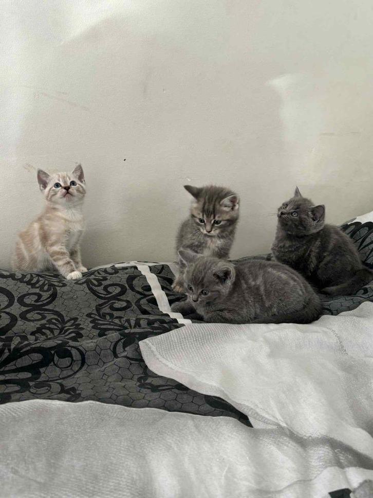4 schattige kittens zoeken een thuis britis korthaar, Dieren en Toebehoren, Katten en Kittens | Raskatten | Korthaar, Meerdere dieren