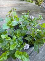 🌿 Biologische lavendelmunt muntplantjes lavendel munt, Ophalen, Volle zon, Vaste plant, Kruiden