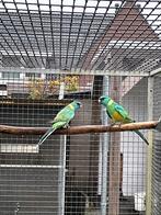 0-2 cloncurry, Vrouwelijk, Parkiet