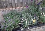 Vlinderstruik blauw, wit ( ook dwerg), rood Buddleja davidii, Ophalen, Struik