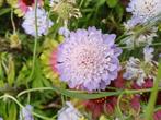 Scabiosa zaden eenjarig, Tuin en Terras, Ophalen of Verzenden, Volle zon