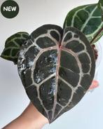 Anthurium Michelle by DocBlock  1, Ophalen of Verzenden, Halfschaduw, Minder dan 100 cm