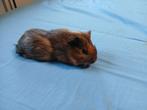 Lief tam cavia beertje, Cavia, Mannelijk, Tam, September