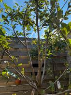Jonge Appelboom te koop!, Overige soorten, Lente, 100 tot 250 cm, Ophalen
