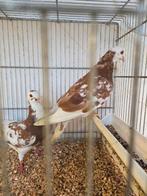 Birmingham rollers, Dieren en Toebehoren, Vogels | Duiven, Meerdere dieren, Overige soorten