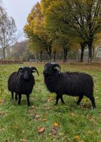 Zwoegervrije stamboek Ouessant dekrammen, Dieren en Toebehoren, Mannelijk, Schaap
